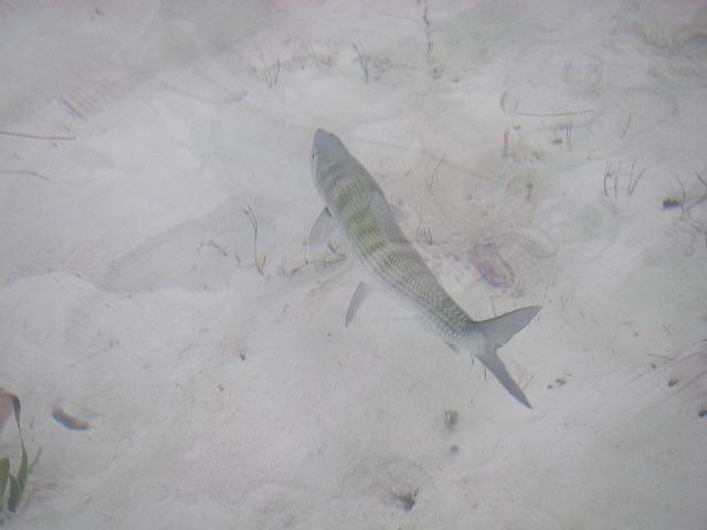 cuba 2008 033.jpg